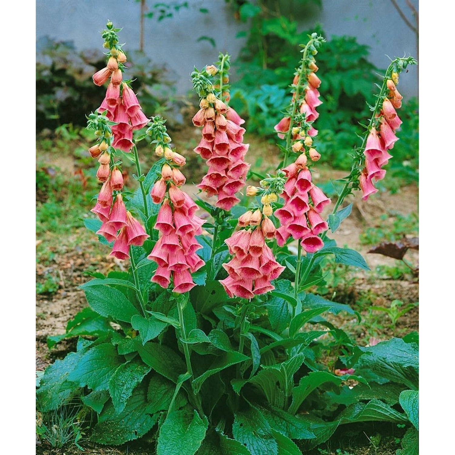 Digitalis X Mertonensis Großblütiger Fingerhut Ca. 11x11 cm Topf günstig online kaufen