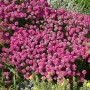 Rosa GROW by OBI Strand-Grasnelke im Topf, blühende Staude für den Steingarten.