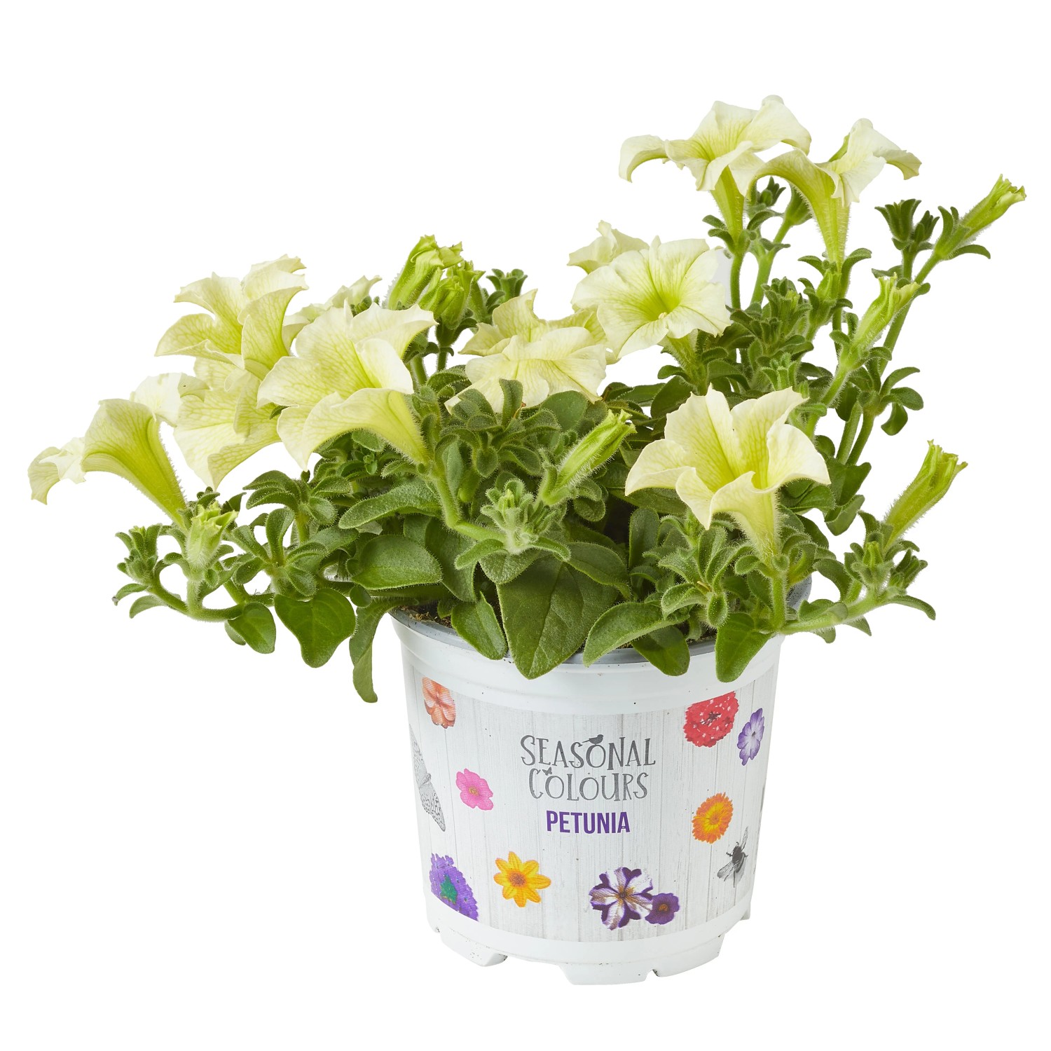 Helle Petunie im Topf, ideal als Hängepflanze für Balkon und Terrasse.