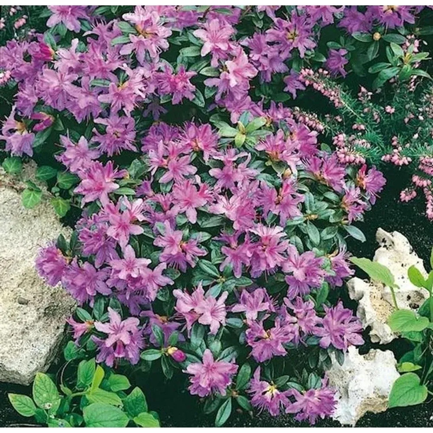 Zwerg Rhododendron Moerheim 15-20cm - Rhododendron impeditum - Zwerg Alpenrose