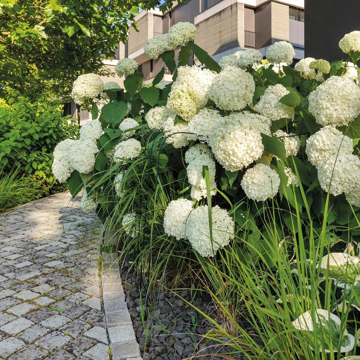 Bellissa Hortensien Stütze 75 cm pulverbeschichtet verzinkter Stahldraht kaufen bei OBI