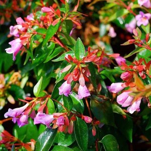 Abelie 'Edward Goucher' Zierstrauch mit rosa Blüten und glänzend grünen Blättern.