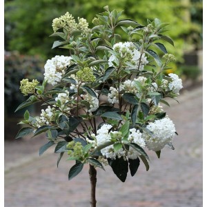 Hochstamm Schneeball Eskimo (Viburnum erubes), 100-125cm, mit weißen Blüten.