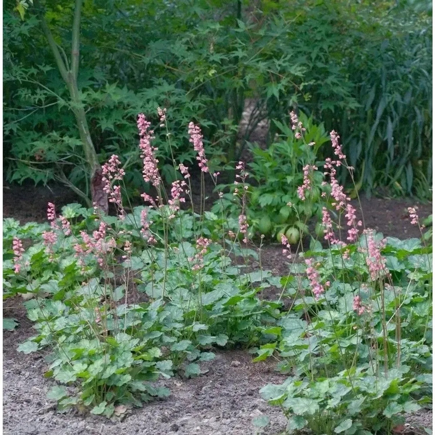 Niedliches Silberglöckchen - Heuchera pulchella