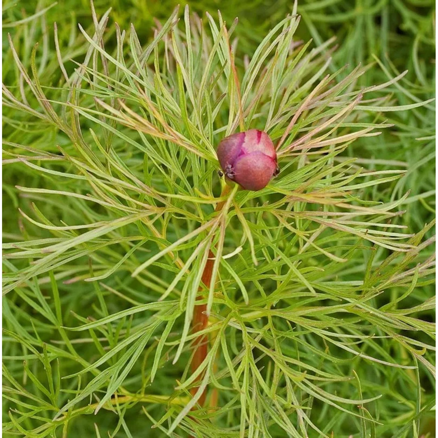 Netzblatt Pfingstrose Rubra Plena - Paeonia tenuifolia