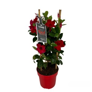 Rote Dipladenie (Mandevilla) im Topf mit Rankhilfe, ca. 35-40 cm hoch. Blühende Kübelpflanze.