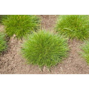 Bärenfellgras 'Teddybär' (Festuca Gautieri) im 2 Liter Topf, buschig wachsend.