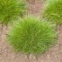 Bärenfellgras 'Teddybär' (Festuca Gautieri) im 2 Liter Topf, buschig wachsend.