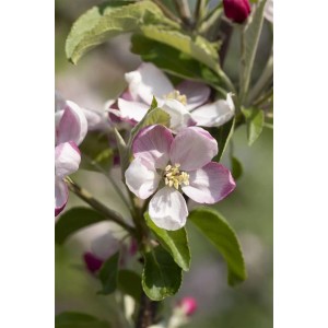 Nahaufnahme der rosa-weißen Blüten des Malus Ingrid Marie Apfelbaums.