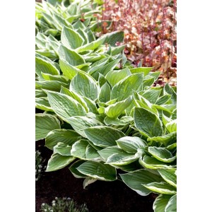 Buschige Hosta Patriot Staude mit grün-weiß panaschierten Blättern im Beet.