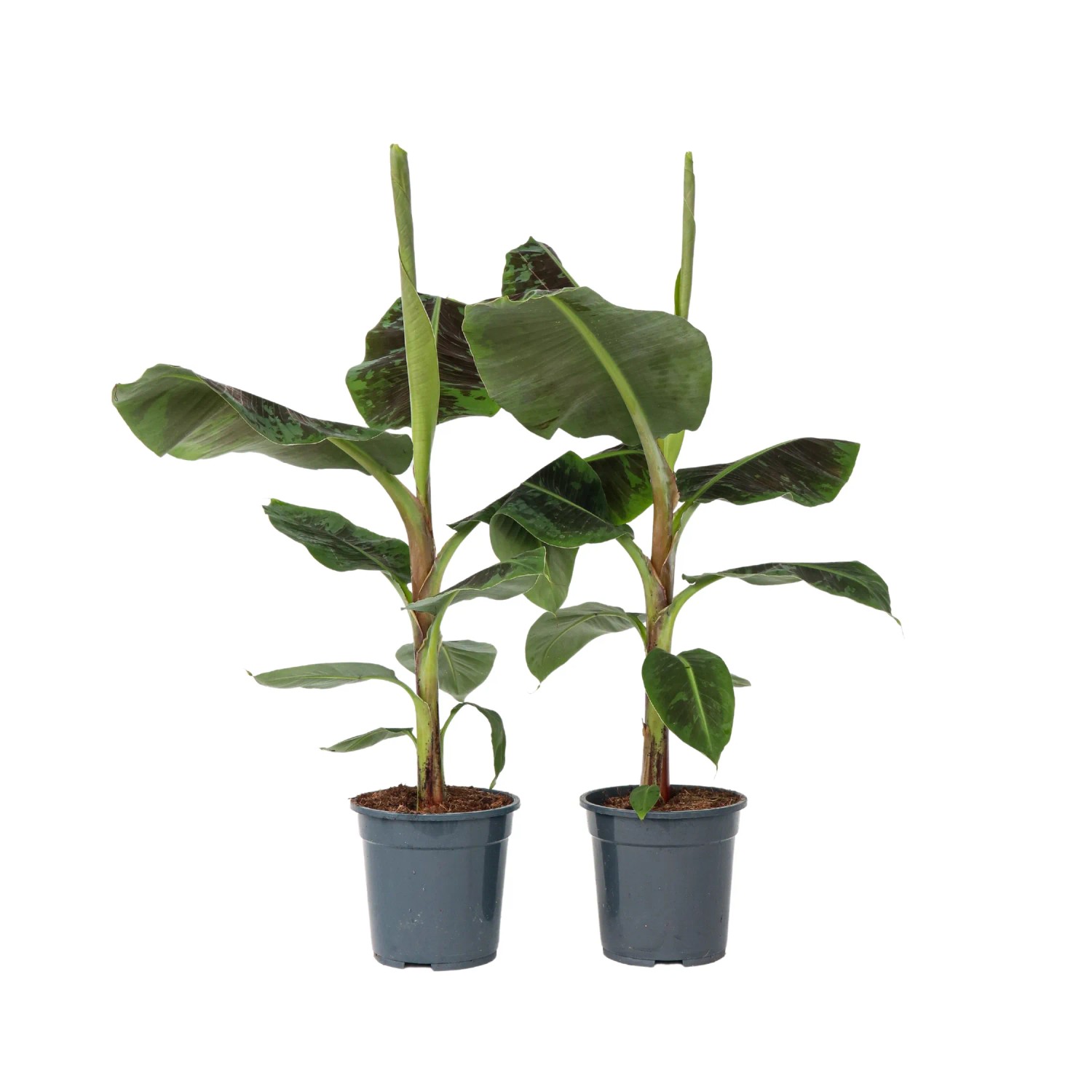 Plant In A Box Bananenpflanzen X2  Musa 'Dwarf Cavendish' Höhe 90cm Ø21 Grün