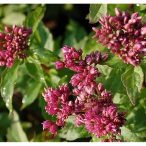 Nahaufnahme des gefüllten Wasserdost (Eupatorium cannabinum) mit rosa Blüten.