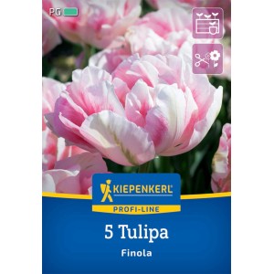 Kiepenkerl Tulpe Finola, gefüllte, spät blühende Tulpe in Weiß-Rosa, 5 Stück.