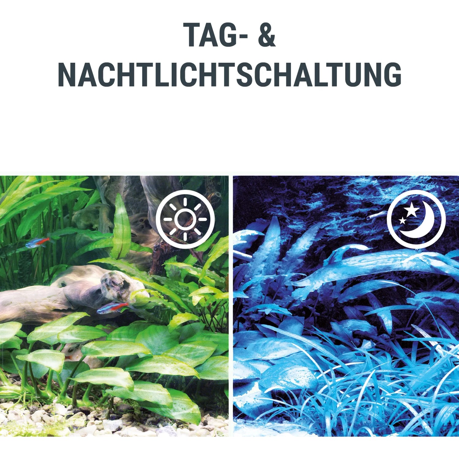 Tetra Tetronic ProLine 580 LED Aquarium Beleuchtung mit Tag- und Nachtlicht Simulation.