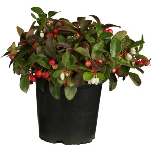 Rebhuhnbeere (Gaultheria) im Topf mit roten Beeren und grünen Blättern.