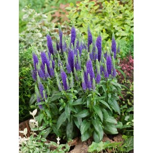 Blühender, blauer Ähriger Ehrenpreis (Veronica Spicata Ulster Dwarf Blue) im Garten.