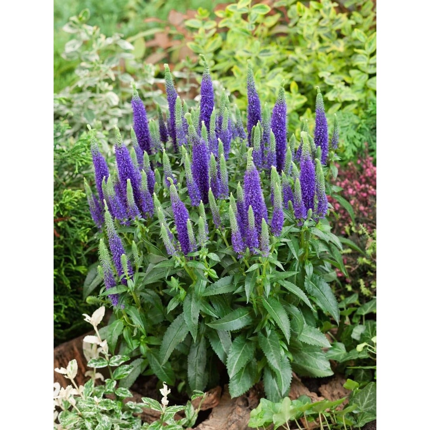 Veronica Spicata Ulster Dwarf Blue Ähriger Ehrenpreis Ca. 9x9 cm Topf günstig online kaufen