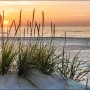 Glasbild Lonely Dune, 30x80 cm: Strandhafer in den Dünen bei Sonnenaufgang.