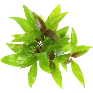 Dennerle Aquariumpflanze Hygrophila Corymbosa Stricta mit grünen und rötlichen Blättern.