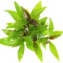 Dennerle Aquariumpflanze Hygrophila Corymbosa Stricta mit grünen und rötlichen Blättern.