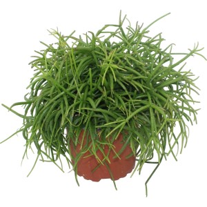 Korallenkaktus (Rhipsalis) im Topf, eine dekorative Sukkulente für helle Standorte.