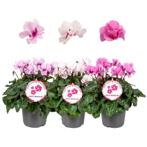 Alpenveilchen Petit Moulin im Topf, verschiedene Rosa- und Weißtöne. Robuste, blühfreudige Sorte.