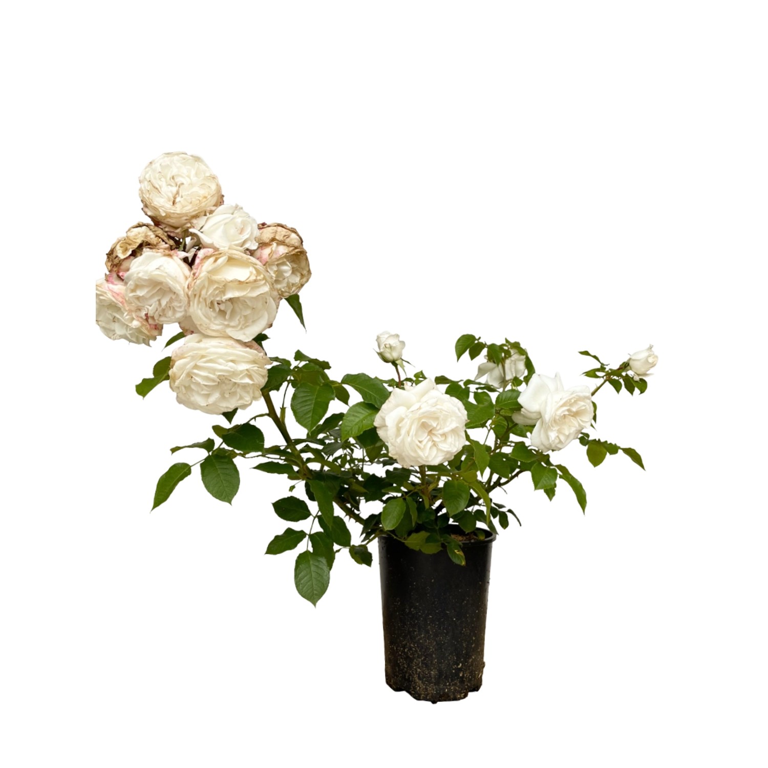 Baumfink Edelrose Annapurna im Topf mit weißen, gefüllten Blüten und grünen Blättern.