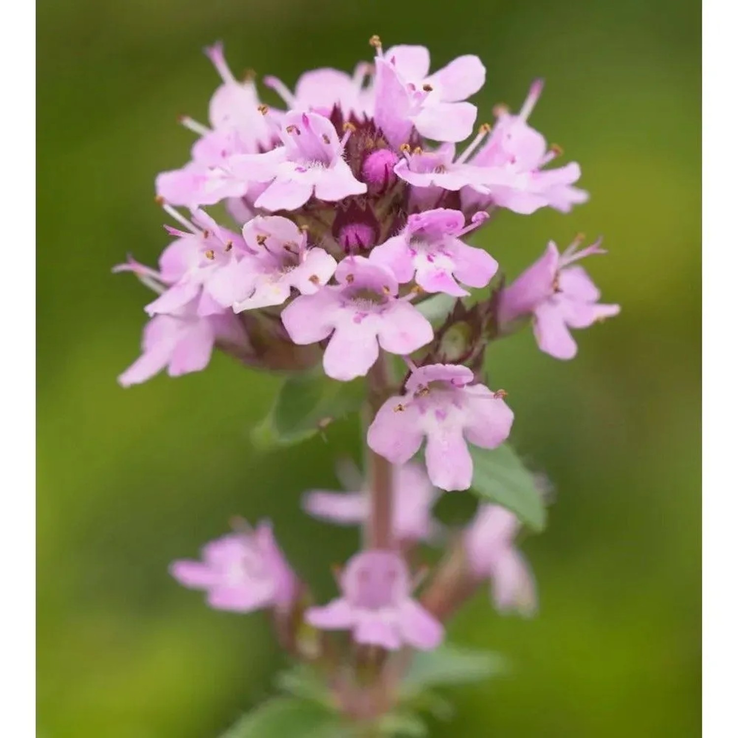 Zitronenquendel Elfin - Thymus praecox