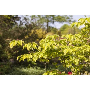 Blumen-Hartriegel Cornus Florida mit gelb-grünen Blättern im Garten.