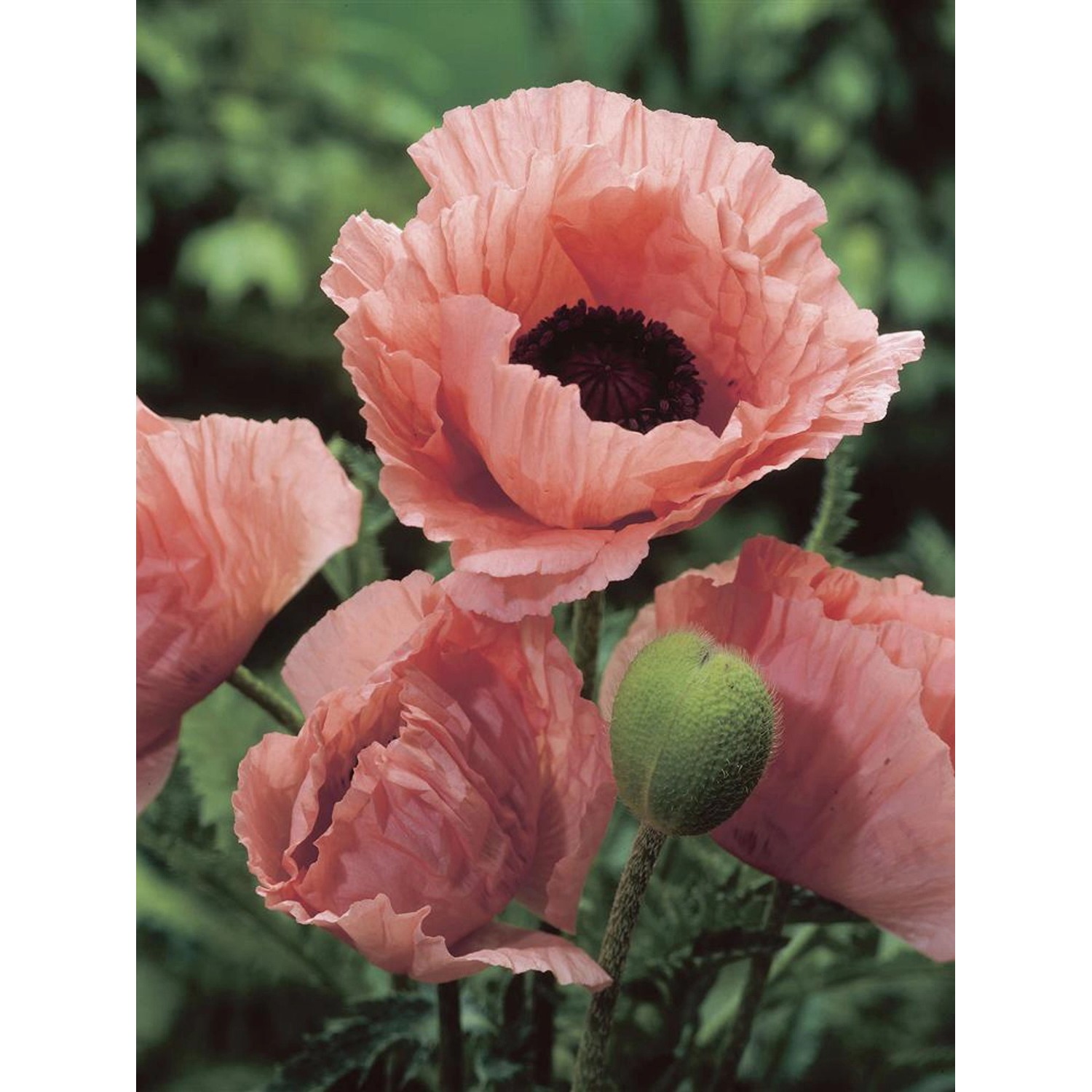 Nahaufnahme: Rosa Orientalischer Mohn 'Helen Elisabeth' (Papaver) mit grüner Knospe.