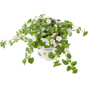 Schneeflockenblume (Bacopa sutera) im Topf, weiße Blüten und grüne Blätter. Sommerpflanze für Balkon und Garten.