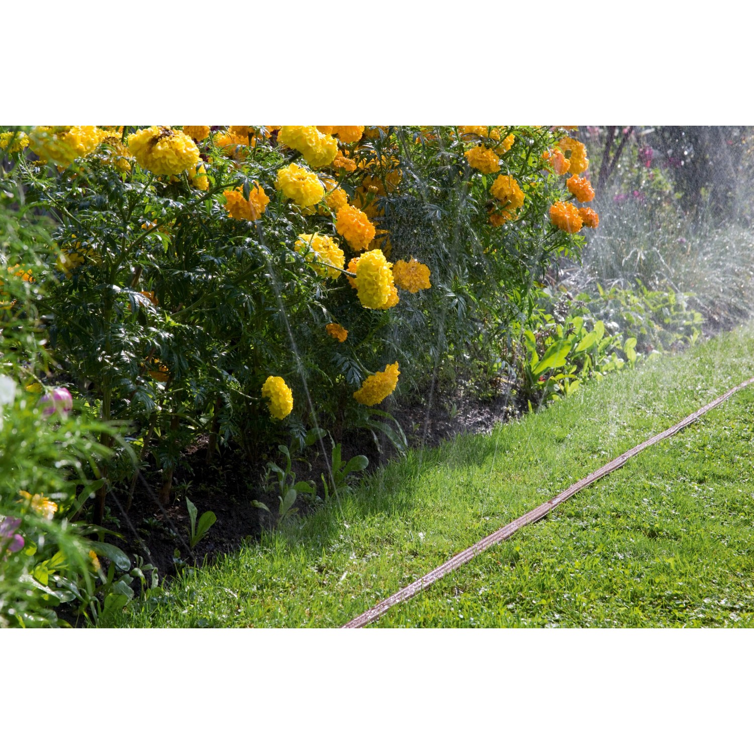 Gardena Schlauch-Regner bewässert Garten mit Blumen. Brauner Gartenschlauch, 15 m Länge.