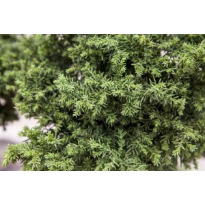 Nahaufnahme der Japanischen Sicheltanne (Cryptomeria japonica) mit grünen Nadeln, ideal als Hausbaum.