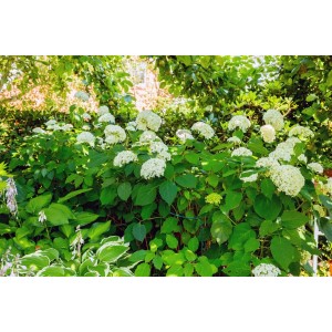 Schneeballhortensie Hydrangea Arborescens mit üppigen, weißen Blüten im Garten.