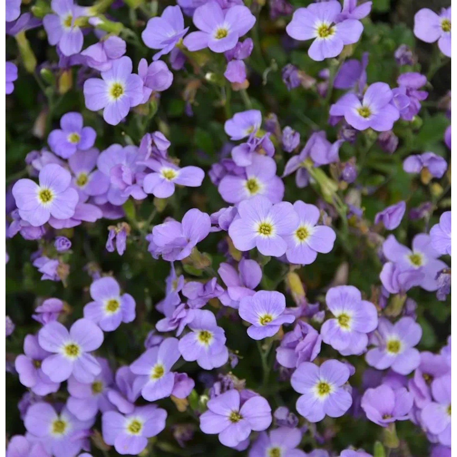 Blaukissen Hürth - Aubrieta cultorum
