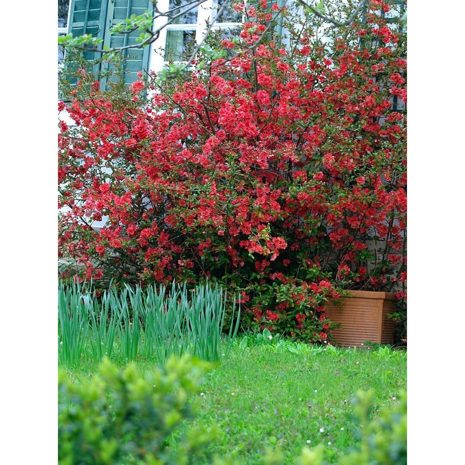 Chaenomeles 'Red Joy' Zierquitte 40-60 cm günstig online kaufen