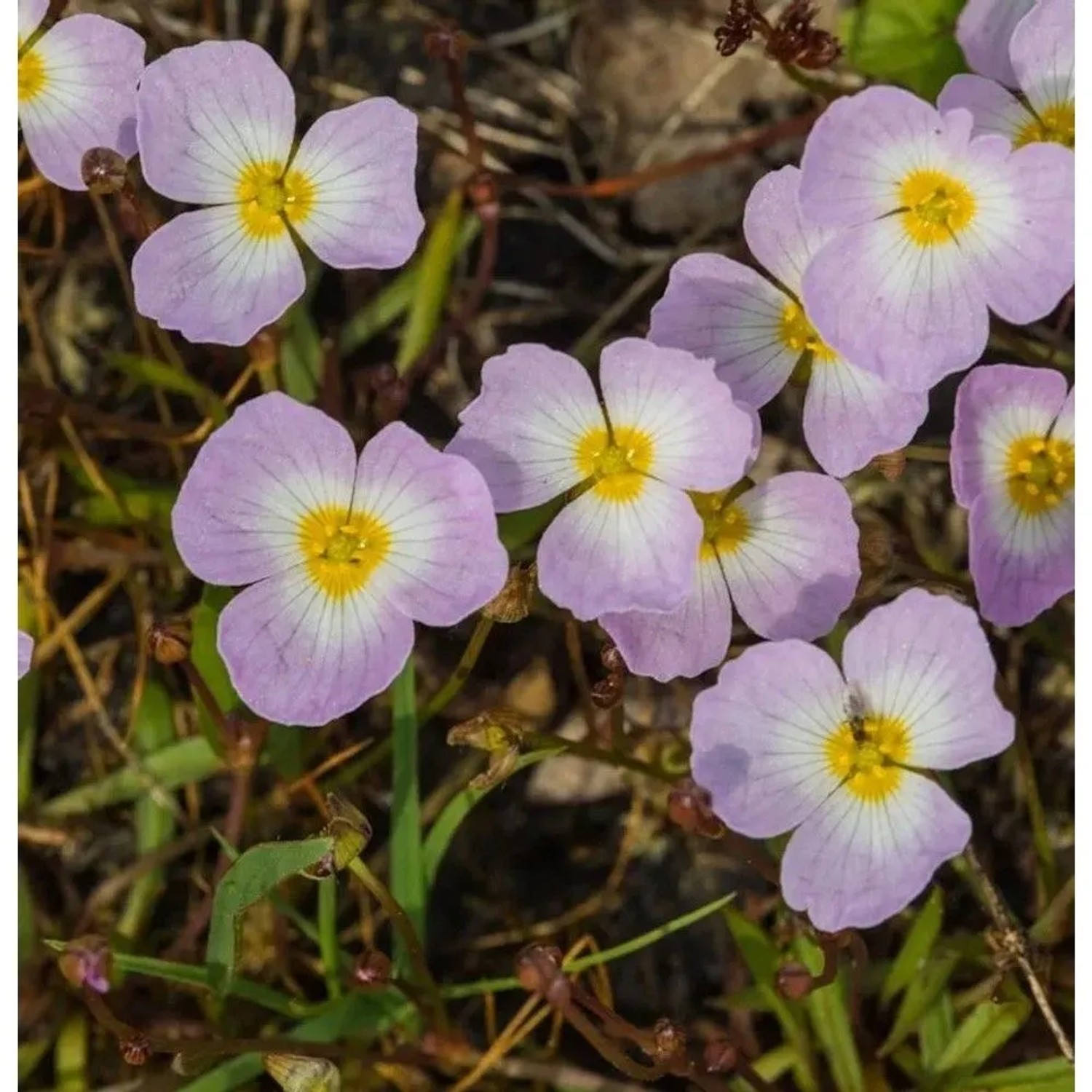 Gewöhnlicher Igelschlauch - Baldellia ranunculoides