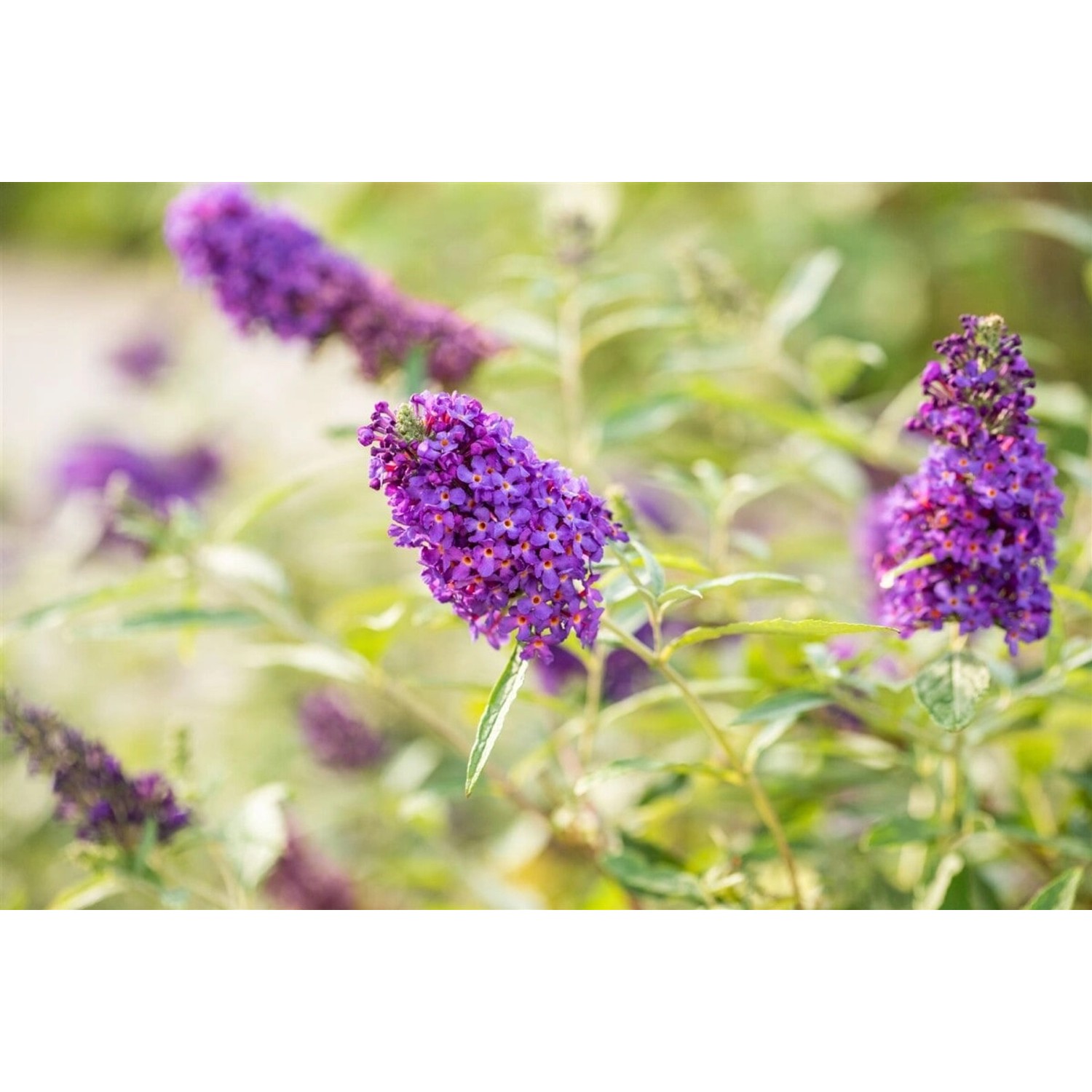 Buddleja Buzz Midnight Schmetterlingsstrauch 40-60 cm günstig online kaufen