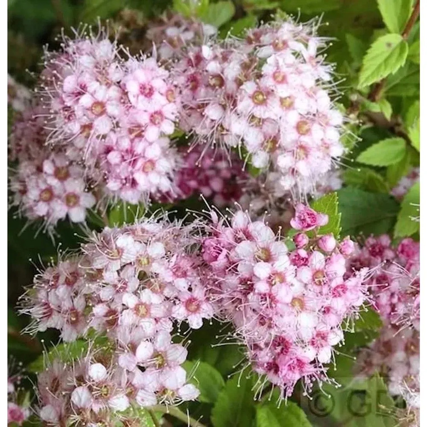 Rosa Zwerg Spiere Little Princess 20-30cm - Spiraea japonica