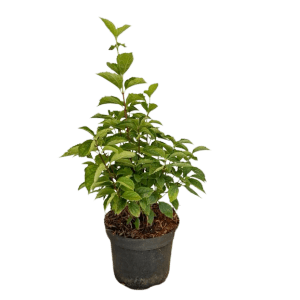 Baumfink Pfeifenstrauch im Topf, 60-100cm, mit grünen Blättern. Ideal als Zierstrauch für Garten und Terrasse.