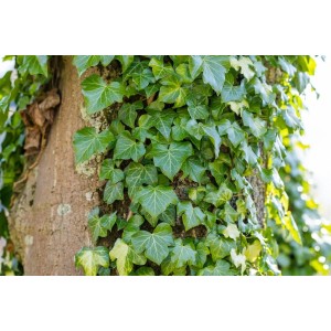 Immergrüner Efeu (Hedera Helix) begrünt einen Baumstamm. Kletterpflanze für Garten und Fassade.