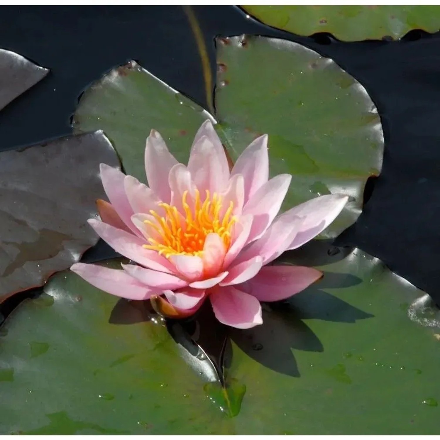 Wohlriechende Seerose Rosennymphe - Nymphaea