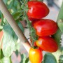 Eiertomaten am Strauch im Topf. Rote, längliche Früchte der Solanum Eiertomate.
