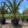 Sunny-Tree Palme Phoenix Canariensis XXL 300 cm Kanarische Dattelpalme_6