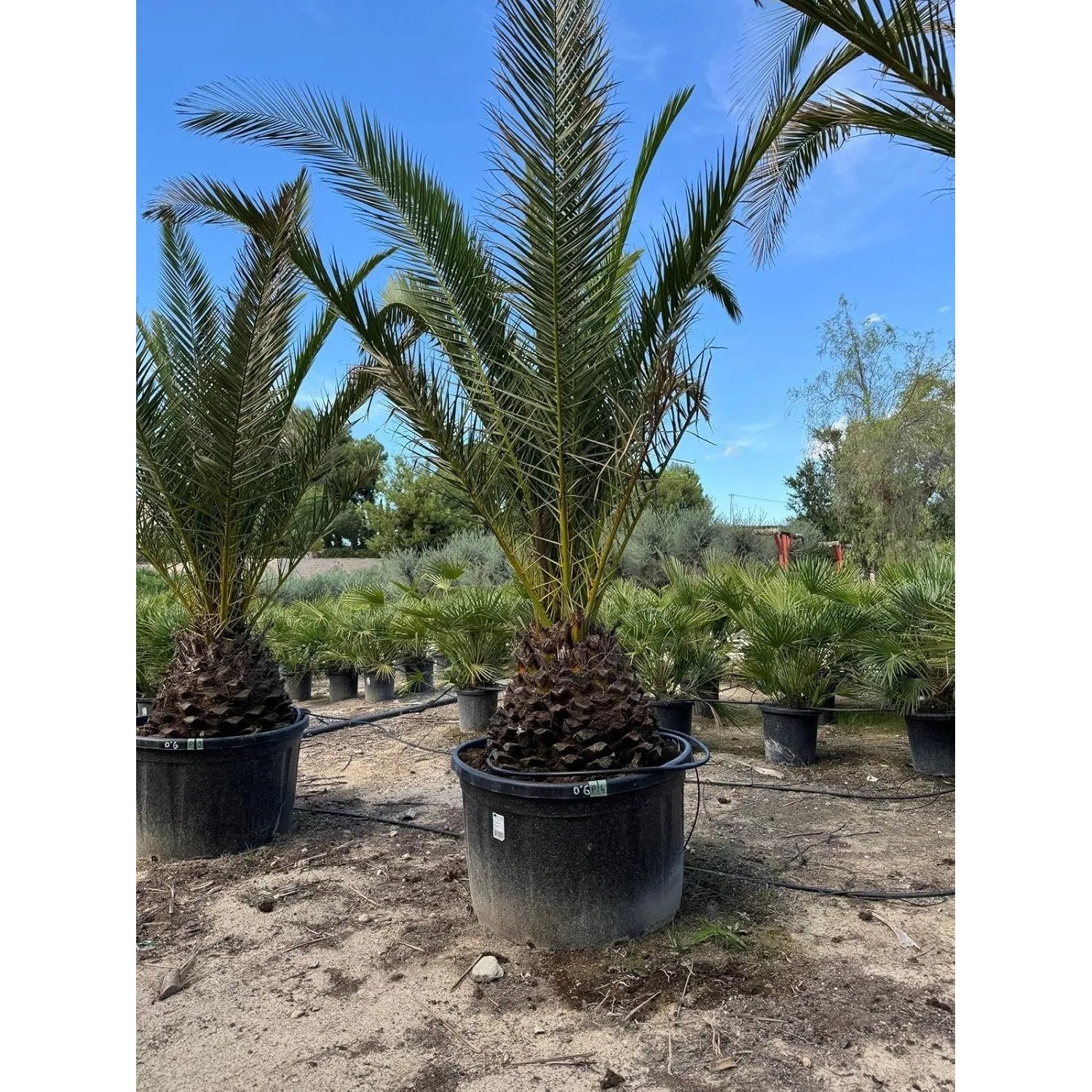 Sunny-Tree Palme Phoenix Canariensis XXL 300 cm Kanarische Dattelpalme_6