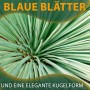 Nahaufnahme der blaugrauen Blätter der Yucca Rostrata Palmlilie. Winterharte, exotische Gartenpflanze.