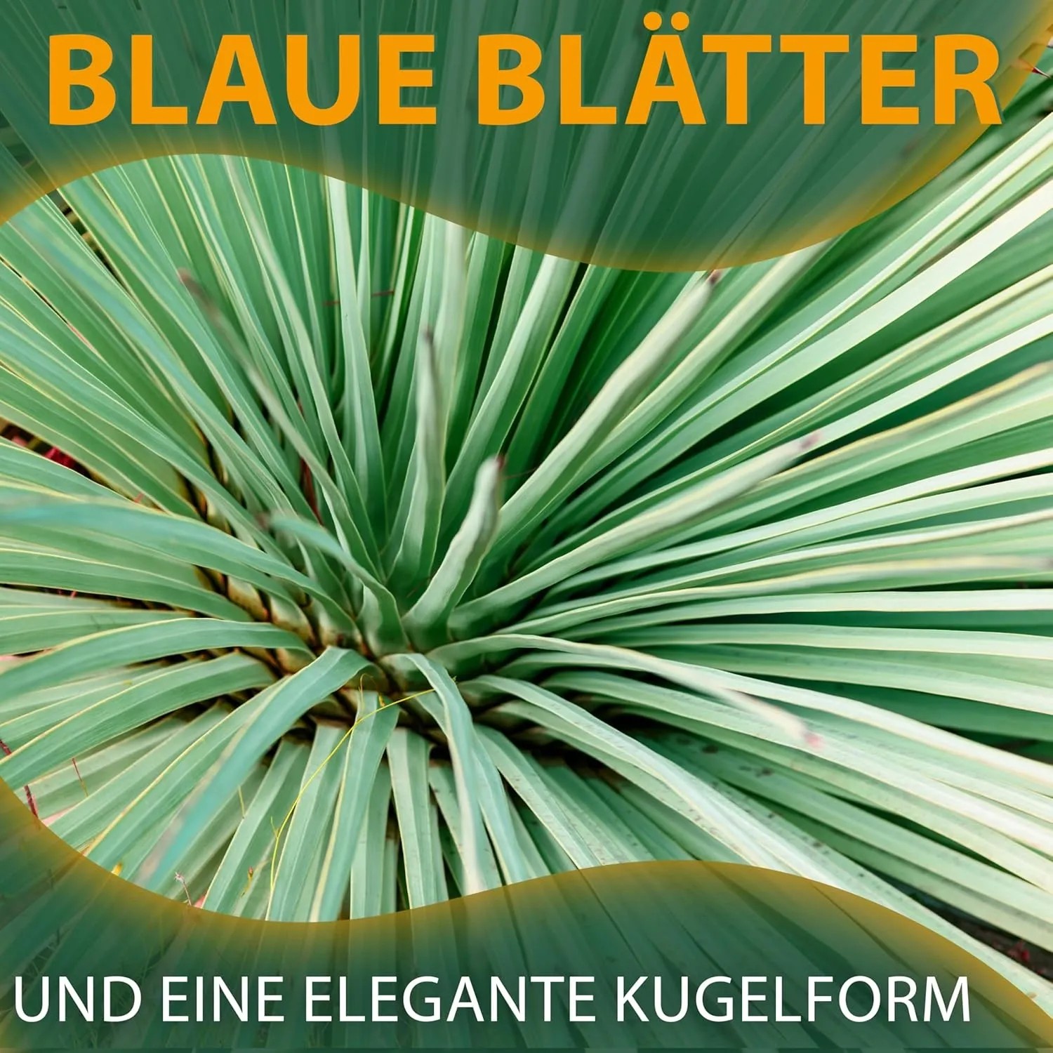 Nahaufnahme der blaugrauen Blätter der Yucca Rostrata Palmlilie. Winterharte, exotische Gartenpflanze.