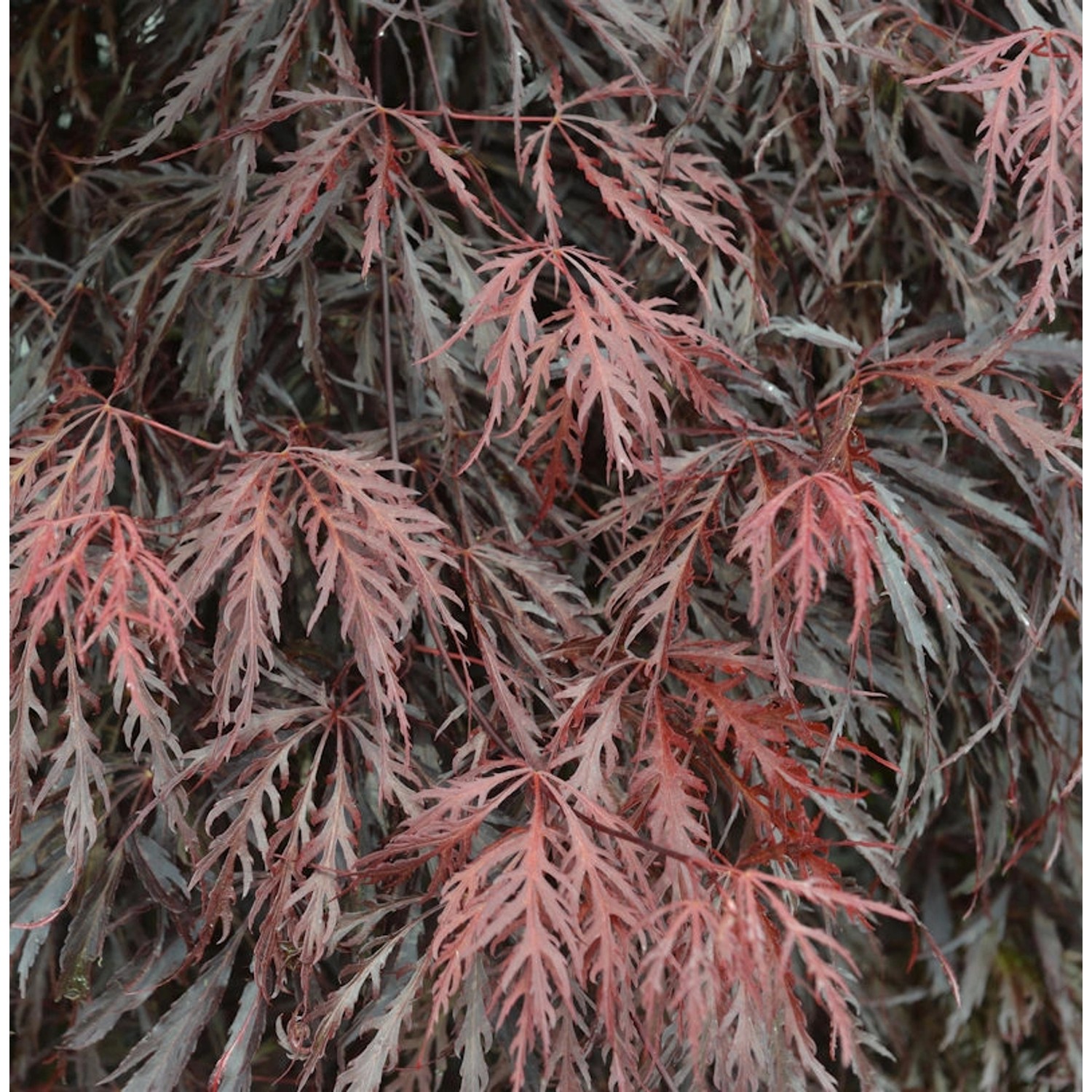 Hochstamm Japanischer Ahorn Tamueyama 100-125cm - Acer palmatum günstig online kaufen