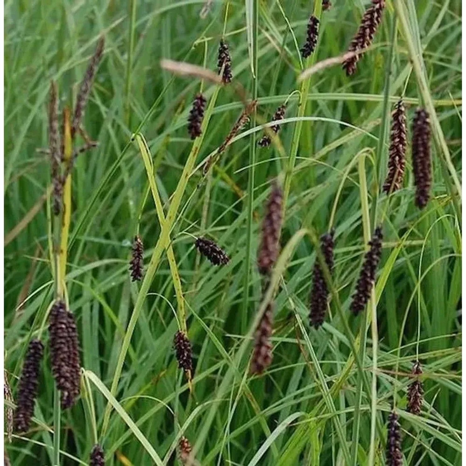 Blau Grüne Segge - Carex flacca