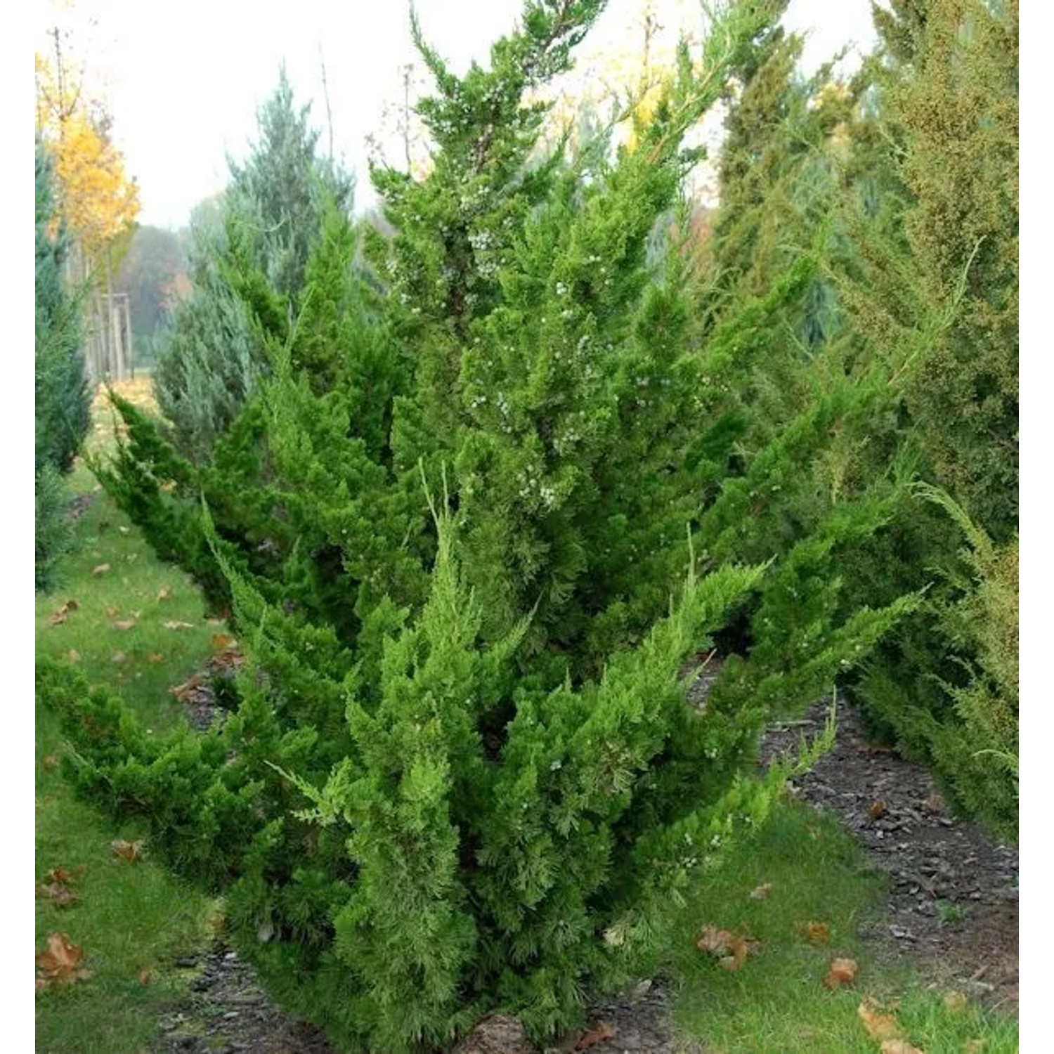 Chinesischer Wacholder Kaizuka 60-80cm - Juniperus chinensis